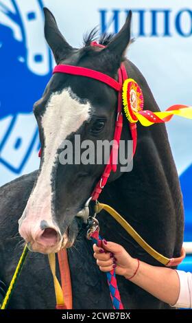 PYATIGORSK, RUSSLAND - SEPTEMBER 27,2020:Sieger des Pferderennens um den Farewell Prize auf Pyatigorsk Hippodrome Hengst Rarog. Stockfoto