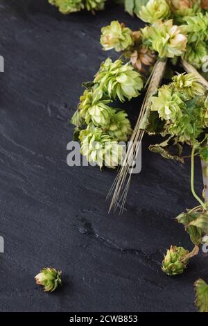 Frische Zweige und Kegel von grünem Hopfen und Ohren von Gerste über schwarzem Schieferbrett als Hintergrund. Bierkonzept. Mit Platz für Text in der Mitte Stockfoto