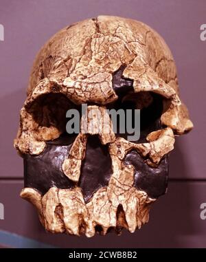 Der Schädel eines Homo rudolfensis eine Art der Genus Homo Stockfoto