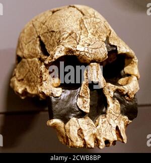 Der Schädel eines Homo rudolfensis eine Art der Genus Homo Stockfoto