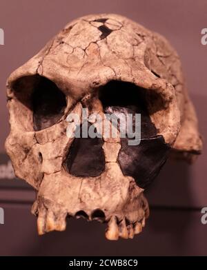 Schädel eines Homo habilis eine vorgeschlagene archaische Art von Homo Stockfoto