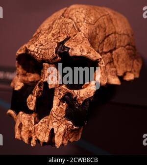 Der Schädel eines Homo rudolfensis eine Art der Genus Homo Stockfoto