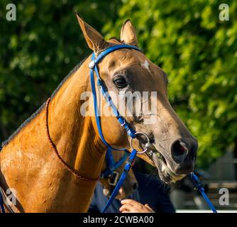 Porträt der Achal-Tekkiner Pferde Stockfoto