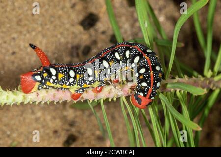 Eine Raupe der Hyles euphorbiae, der Sperber-Falkenmotte auf der Euphorbia-Pflanze Stockfoto