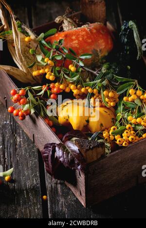 Auswahl an verschiedenen essbaren und dekorative Kürbisse und Herbst Beeren in Holzkiste über hölzerne Hintergrund. Stockfoto