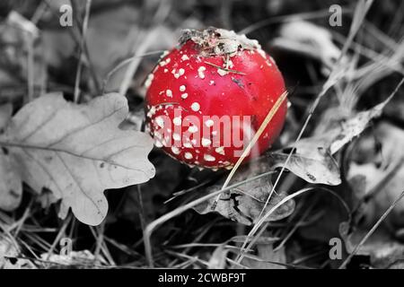Roter Amanita Muscaria Pilz mit trockenen Eichenblättern bedeckt. Giftige Pilzfliege Agaric wächst im Wald an Sonne Herbsttag. Schwarzweißbild. Stockfoto