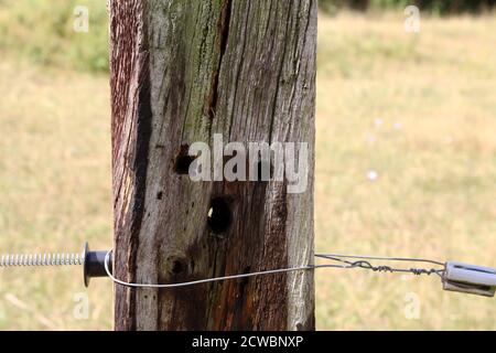 Alte Holzmast vom elektrischen Zaun in der Weide Stockfoto