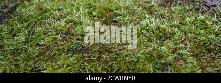 Holz grunge moosig Brett Wand Störung Hintergrund Textur Nahaufnahme Stockfoto
