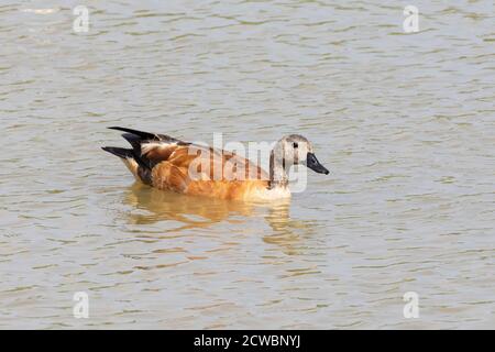 Südafrikanische Shelduck (Tadorna cana weiblich), Hapoor Dam, Addo Elephant National Park, Eastern Cape, Südafrika Stockfoto