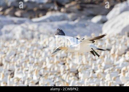 Gefährdete Kap Gannet (Morus capensis) im Flug, fliegen über die Brutkolonie, Bird Island, Lamberts Bay, Western Cape, Südafrika. Stockfoto