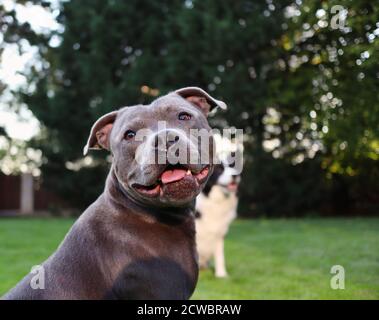 Dog Portrait of English Staffordshire Bull Terrier sitzt im Garten mit Funny Smile im Gesicht. Nahaufnahme der Blue Staffy Pose. Stockfoto