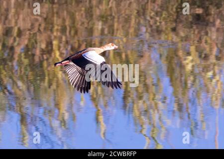 Ägyptische Gans (Alopochen aegyptiaca) fliegen am Breede River entlang, Westkap, Südafrika bei Sonnenuntergang Stockfoto