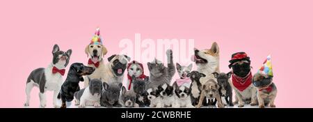 Schönes Team von Katzen und Hunden posiert, während sie angezogen, sitzen, stehen und legen auf rosa Hintergrund Stockfoto