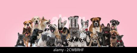 Große Gruppe von Hunden und Katzen posiert mit Bow-ties beim Sitzen, Stehen und Niederlegen auf rosa Hintergrund Stockfoto