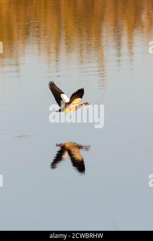 Ägyptische Gans (Alopochen aegyptiaca) fliegen am Breede River entlang, Westkap, Südafrika bei Sonnenuntergang Stockfoto