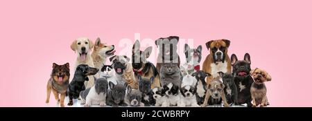 Große Gruppe von Haustieren posiert mit Bow-ties beim Sitzen, Stehen und Niederlegen auf rosa Hintergrund Stockfoto