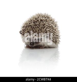 Kleiner afrikanischer Igel mit stacheligem Fell, das sitzt und nach unten schaut Verärgert auf weißem Studiohintergrund Stockfoto