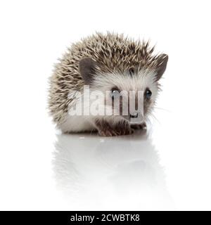 Brauner afrikanischer Igel mit Stachelfell sitzend und anblickend Kamera gebohrt auf weißem Studio Hintergrund Stockfoto