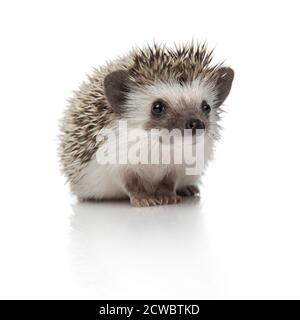 Niedlicher afrikanischer Igel mit Stachelfell sitzend und wegblickend Nachdenklich auf weißem Studiohintergrund Stockfoto