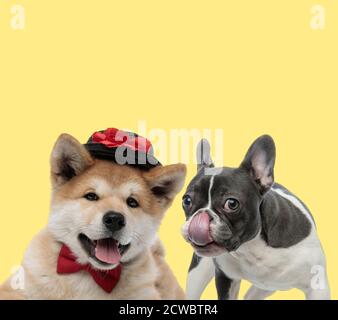 Netter akita Inu Hund trägt Hut und Fliege neben Ein französischer Bulldogge leckt den Mund glücklich auf gelbem Studio Hintergrund Stockfoto