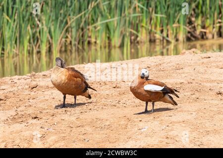 Südafrikanische Shelduck (Tadorna cana) Zuchtpaar, Hapoor Dam, Addo Elephant National Park, Eastern Cape, Südafrika Stockfoto