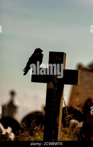 Crow auf christian Kreuz Grabstein, fast Silhouette, vintage Verarbeitung hinzugefügt Stockfoto