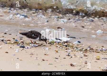 Erwachsene Turnstone im Winter Gefieder am Strand bei Shoeburyness in Essex Stockfoto