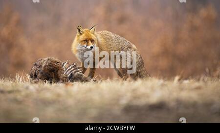 Rotfuchs steht auf trockener Wiese im Herbst Natur von toten Tier. Stockfoto