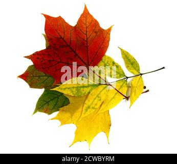 Zusammensetzung von mehreren Blättern in verschiedenen Farben. Nahaufnahme. Natürliche Farbe. Stockfoto