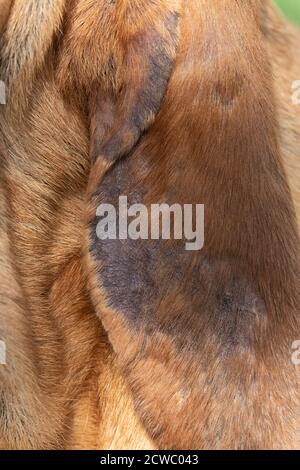 Sarkoptische Fuchsdünge in einem Haushund Stockfoto