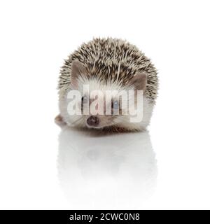 Eifriger Igel hört zu und sitzt auf weißem Studiohintergrund Stockfoto