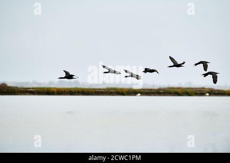 Kap Kormorants in Lower Berg River, Veldriff, Westkap Stockfoto