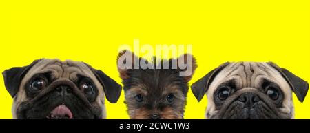 Zwei Pug Hunde und ein Yorkshire Terrier Hund stehen Seite an Seite und Spaß auf gelbem Hintergrund Stockfoto