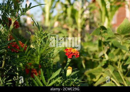 Wunderschöne Ringelblumen im gelben Garten Stockfoto