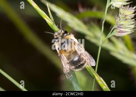 Gebändene Pelzbiene, Streifen-Pelzbiene, Sommer-Pelzbiene, Sommerpelzbiene, Pelzbiene, Weibchen, Anthophora aestivalis, Anthophora intermedia, Blume Stockfoto