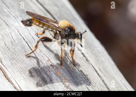 Gelbe Raubfliege, Gelbe Mordfliege, Laphria flava, Hummel-Raubfliege, gelbe Raubfliege, gelbe Assassinfliege, Biene wie Raubfliege, bienenartige Raubfliege Stockfoto