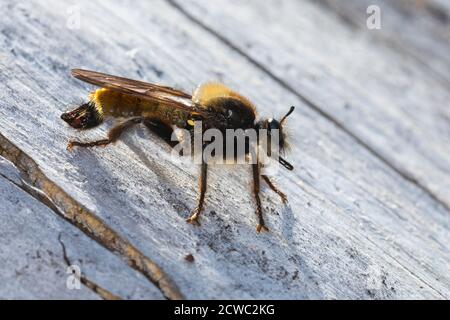 Gelbe Raubfliege, Gelbe Mordfliege, Laphria flava, Hummel-Raubfliege, gelbe Raubfliege, gelbe Assassinfliege, Biene wie Raubfliege, bienenartige Raubfliege Stockfoto