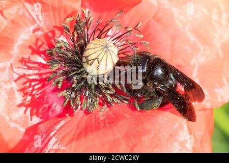 Blaue Holzbiene, Blauwarze Holzbiene, große Holzbiene, Violettflügelige Holzbiene, Holzbiene, Weibchen, Blütenbesuch, Nektarsuche an Mohn, Xylocopa Stockfoto