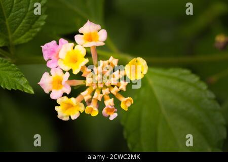 Eine Gruppe von Texas Lantana Lantana urticoides blüht. Texas Lantana ist eine gemeinsame native mehrjährige Pflanze Stockfoto