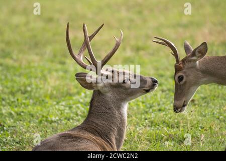 Zwei Texas-Weißschwanz-Hirschhirsche odocoileus virginianus interagieren miteinander. Ein Bock ist ein älterer dominanter Hirsch mit größeren Geweihen. Stockfoto