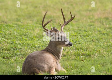 Texas Whitetail Buck Deer odocoileus virginianus legt sich auf einem Rasen ruhen. Dieser Bock ist ein älterer dominanter Hirsch mit größeren Geweihen. Stockfoto