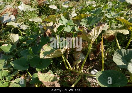 Winter Squash im Bio-Garten Stockfoto