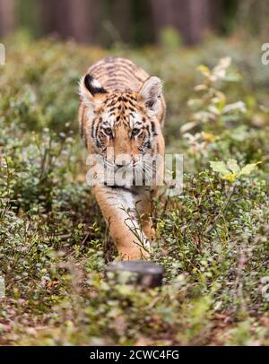 Ussuri Tiger. Der Meister der Taiga. Der Sibirische Tiger. Porträt des Usurischen Tigers in einer wilden Herbstlandschaft an sonnigen Tagen. Ein junger Tiger in der Tierwelt. Stockfoto