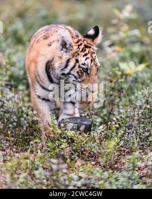 Ussuri Tiger. Der Meister der Taiga. Der Sibirische Tiger. Porträt des Usurischen Tigers in einer wilden Herbstlandschaft an sonnigen Tagen. Ein junger Tiger in der Tierwelt. Stockfoto