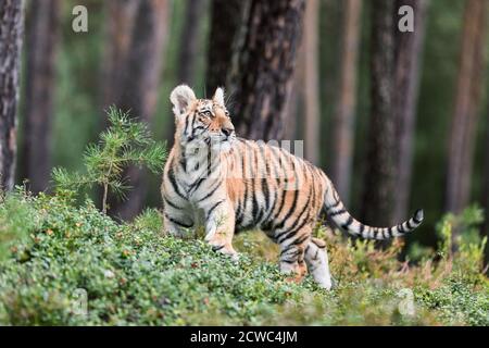 Ussuri Tiger. Der Meister der Taiga. Der Sibirische Tiger. Porträt des Usurischen Tigers in einer wilden Herbstlandschaft an sonnigen Tagen. Ein junger Tiger in der Tierwelt. Stockfoto