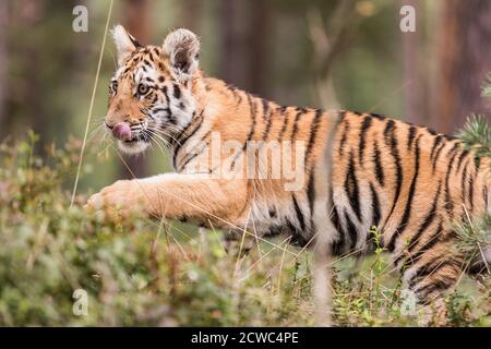 Ussuri Tiger. Der Meister der Taiga. Der Sibirische Tiger. Porträt des Usurischen Tigers in einer wilden Herbstlandschaft an sonnigen Tagen. Ein junger Tiger in der Tierwelt. Stockfoto