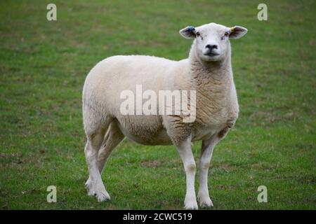 Lleyn Schafe sind Llyn Halbinsel Welsh Rasse geeignet, Upland Und Tiefland grasen ruhig in der Natur hoch in Milch mit Ausgezeichnete weiße Wolle für Fleisch angehoben Stockfoto