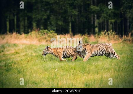 Zwei Ussuri Tiger Kätzchen spielen auf der wilden Wiese. Porträt des Usurischen Tigers in einer wilden Herbstlandschaft an sonnigen Tagen. Ein junger Tiger in der Tierwelt. Stockfoto