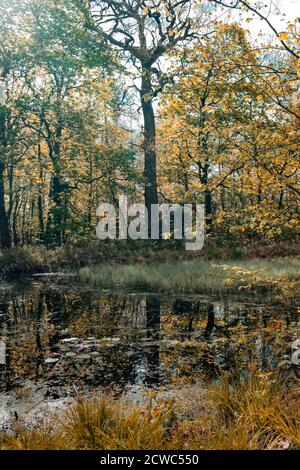 Die Magie des Herbstes in Perceton Wälder und Baum Reflexionen Morgensonne durch die Bäume reflektiert mit Herbstfarben wirksam. Stockfoto