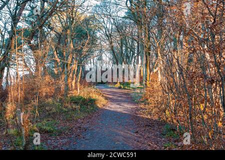 Gefrorene herbst Wanderwege, die durch Ardgowan in Inverkip laufen mit Frost und die Farben des Herbstes immer noch auf den Bäumen. Stockfoto